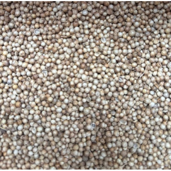 Coriandre  graine (coriandrum sativum premium)